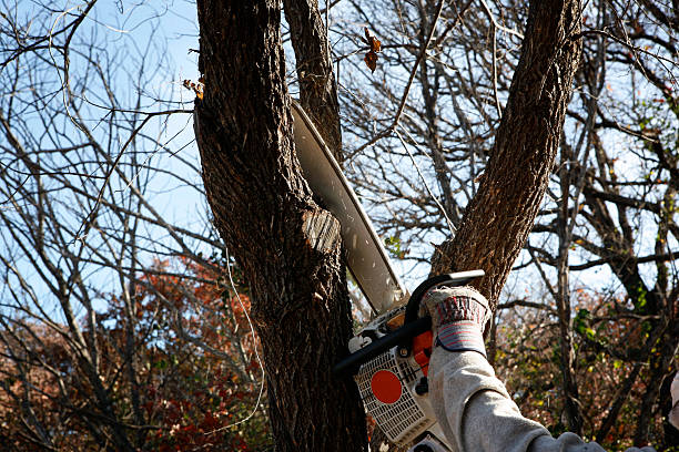  Port Washington North, NY Tree Services Pros