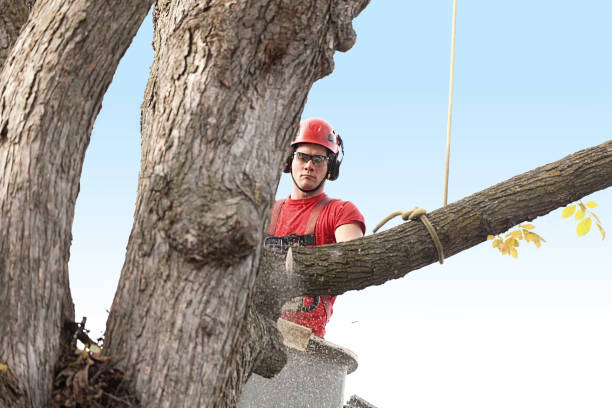 How Our Tree Care Process Works  in  Port Washington North, NY